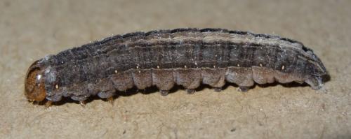 Réf. 197 377 : Thalpophila matura